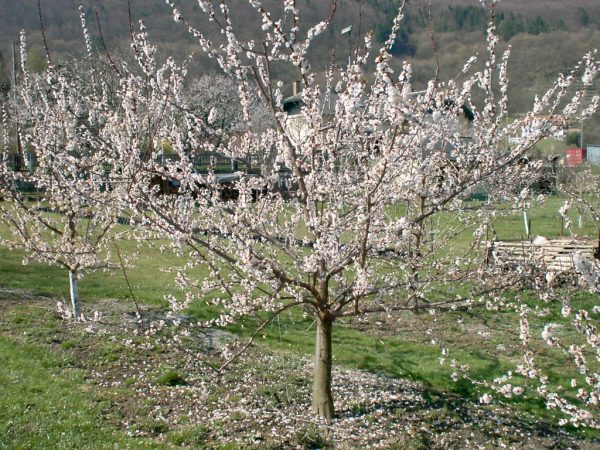 Flowering Apricot Tree In Austria