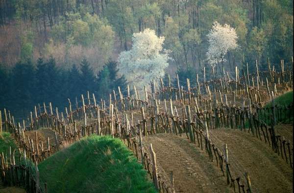 Vineyard picture rudi weiss