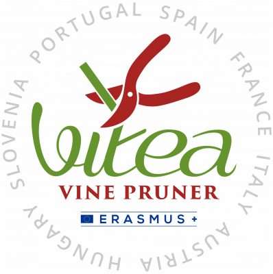 Vitea Logo Jpg