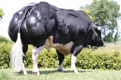 Belgians And Genetics The Belgian Blue