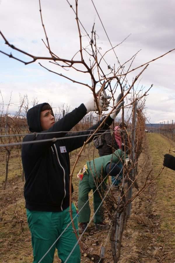 Make vine pruning an international learning experience; Picture: VITEA project