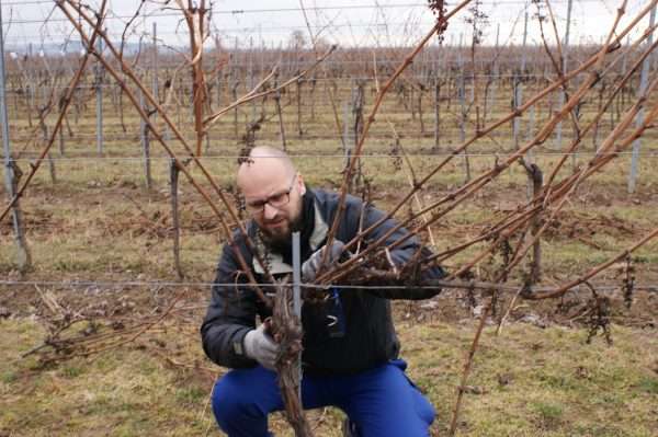 Vine pruning - practice makes perfect! Picture: VITEA Project