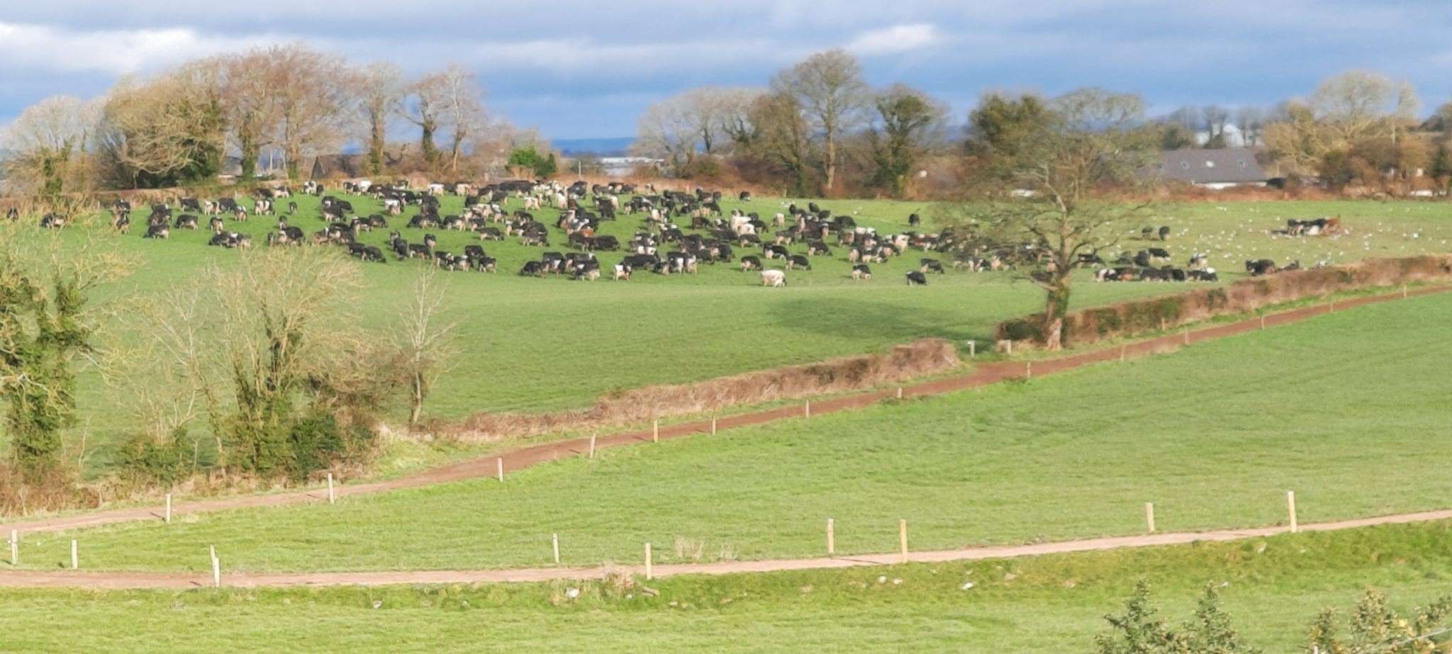 Photo of the dairy herd at the Salesian Agricultural College, Pallaskenry, County Limerick